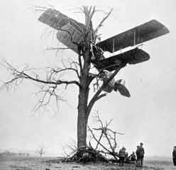 Jenny landing in a tree