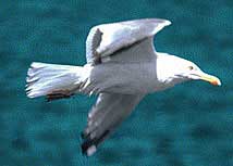 Herring Gull in flight