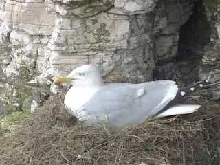 Herring Gull nesting
