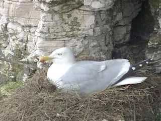 Herring Gull nesting