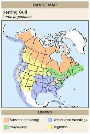 Herring Gull Range