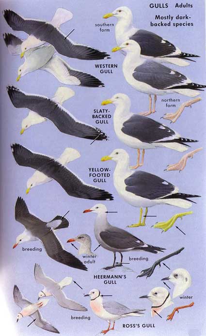 SEA GULL SPECIES