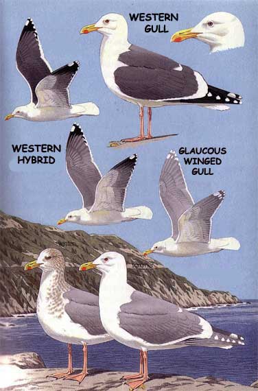 SEA GULL VARIETIES