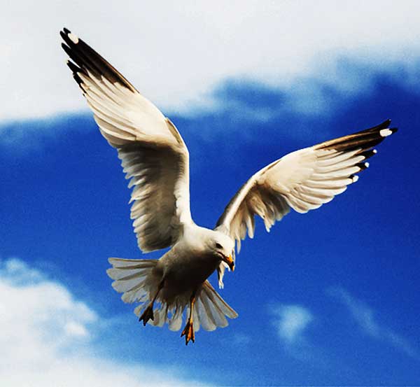 Herring Seagull commening to land