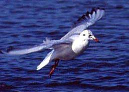 Herring gull in flight