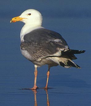 Herring Gull-standing
