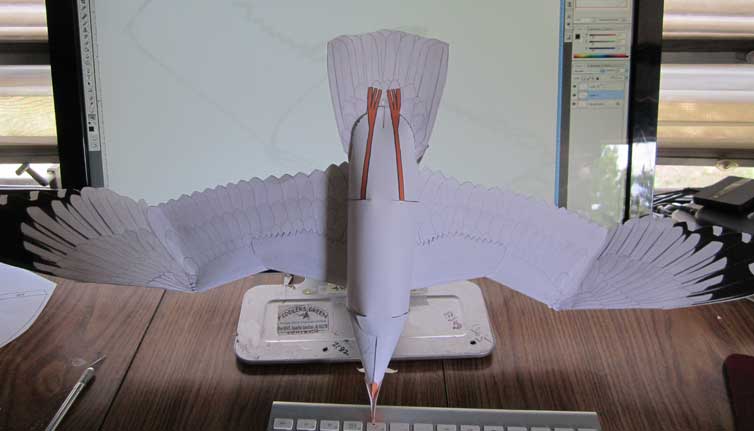 Bootom of Gull model
