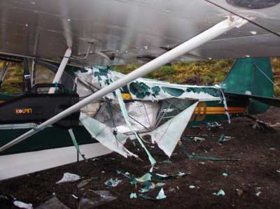 Bear Mauled Piper Cub