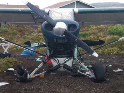 Bear Mauled Piper Cub