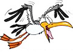 Goofy Gull-flying