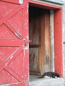 Catw and New England Barn door