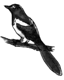 Magpie