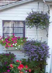 flowers in rockport mass