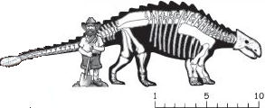 ankylosaur measurments