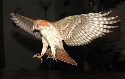 Illustration for the Red Tailed Hawk paper model