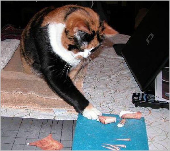 cat and Stegosaurus 1