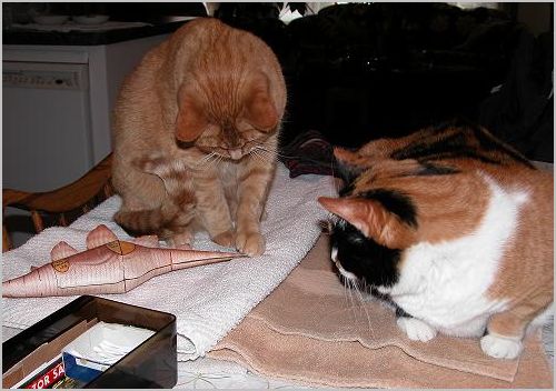 cat and Stegosaurus 5