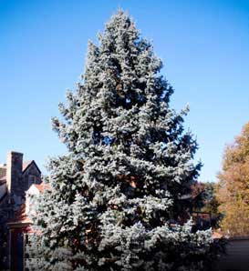Blue Spruce tree