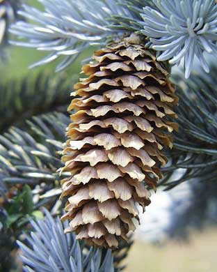 Blue Spruce cone and Needless