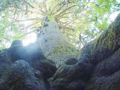 Worlds Largest Spruce Tree