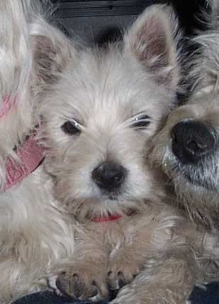 Westie Pup Grommet