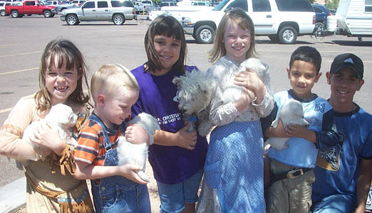 Westie Puppies everywhere