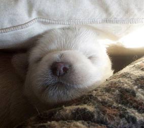 Westie Puppy dreamin'