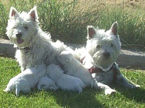 The Westie family picnic