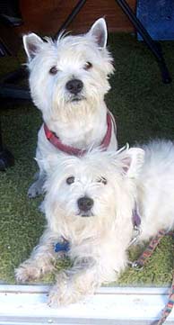 Westies-Geo and Missie