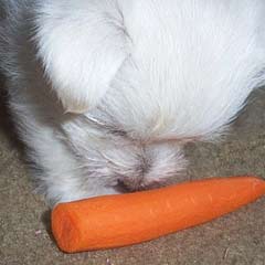 Carrot loving Westie Puppy 