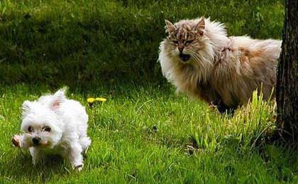 Westie pup vrs Cat