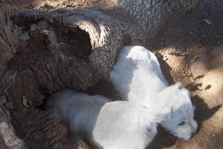 http://www.fiddlersgreen.net/other/WESTIE-PUPS/digging-lookout.jpg