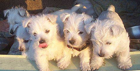 Westie Puppy dinner time