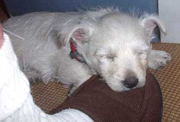 Westie Puppy and a  little nap