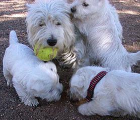 Westie Puppies vrs Mom