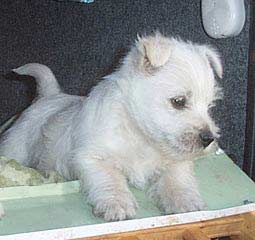 Westy Puppy relaxing