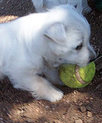 Westie puppie wraping around a ball