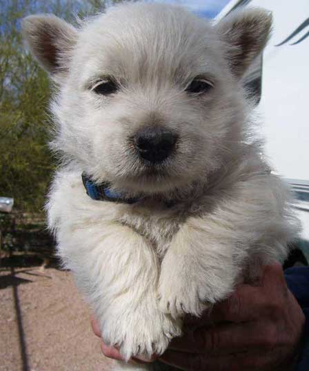 Westie Puppy proud