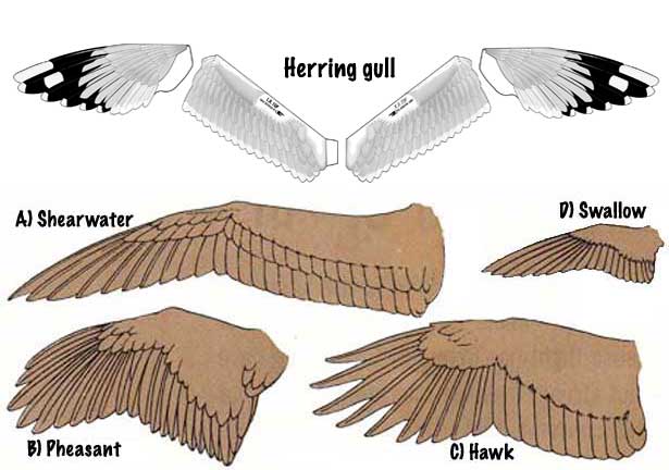 Bird wing shapes