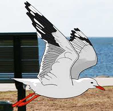 cartooned Herring Gull