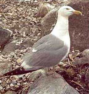 Herring Gull standing