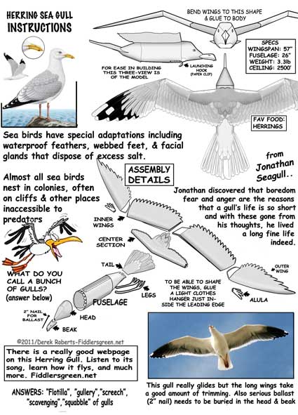 Herring Gull instructions