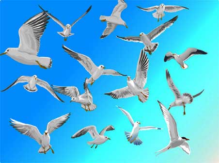 Herring Gull flying positions