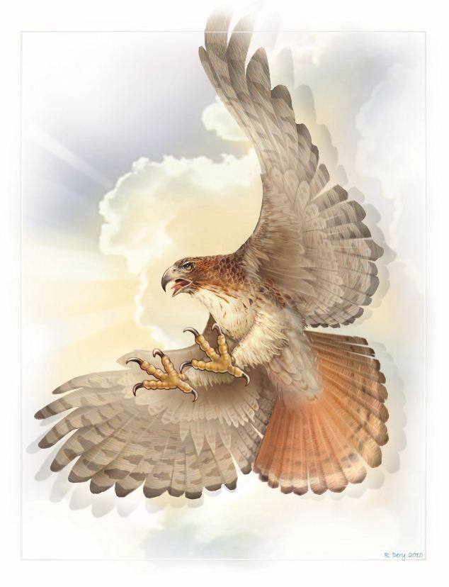 Richar Dery Artwork of the Red Tailed Hawk
