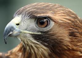 Face of the Red Tailed Hawk