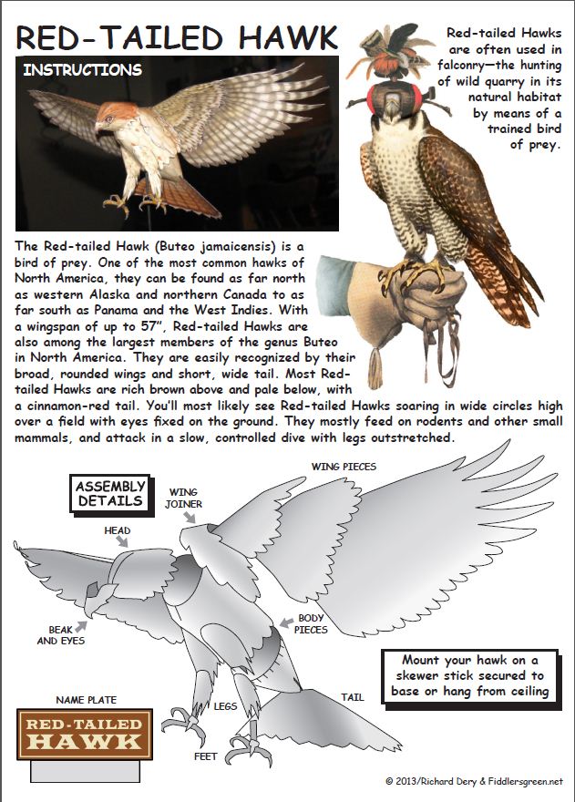 Instructions Sheet for Red Tailed Hawk Hawk Paper Model
