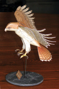 side view of a red tailed hawk paper model