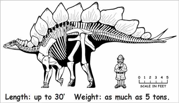 Stegosaurus information graphic