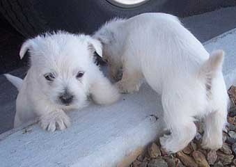 Westie Puppys figuring it all out
